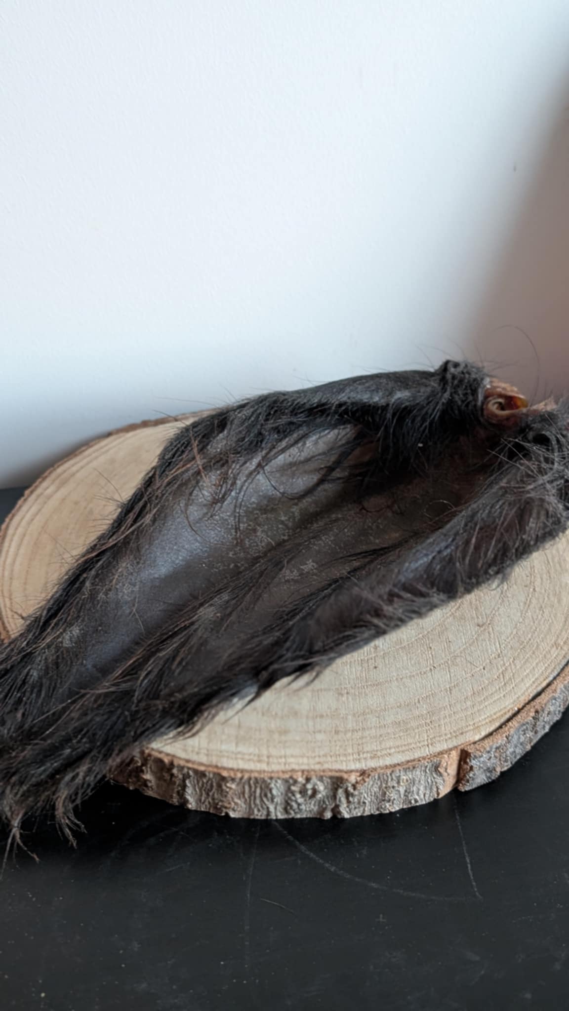 Hairy buffalo ear