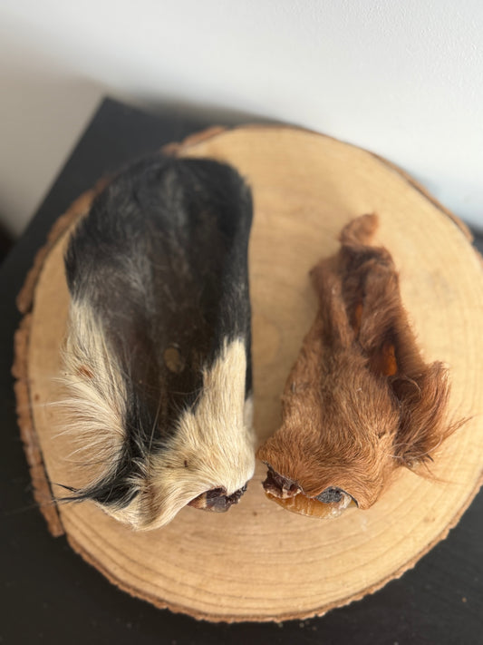 Hairy cow ears | Small