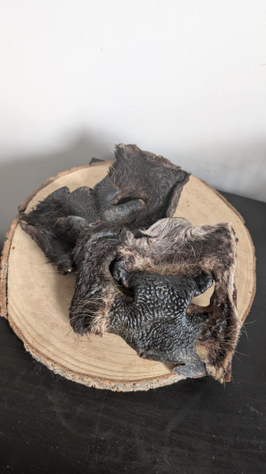 Hairy beef snout